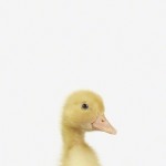 Baby Animal Photography Pictures: Duckling