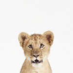 Baby Animal Photography Pictures Lion Cub