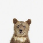 Baby Animal Photograph: Bear Cub