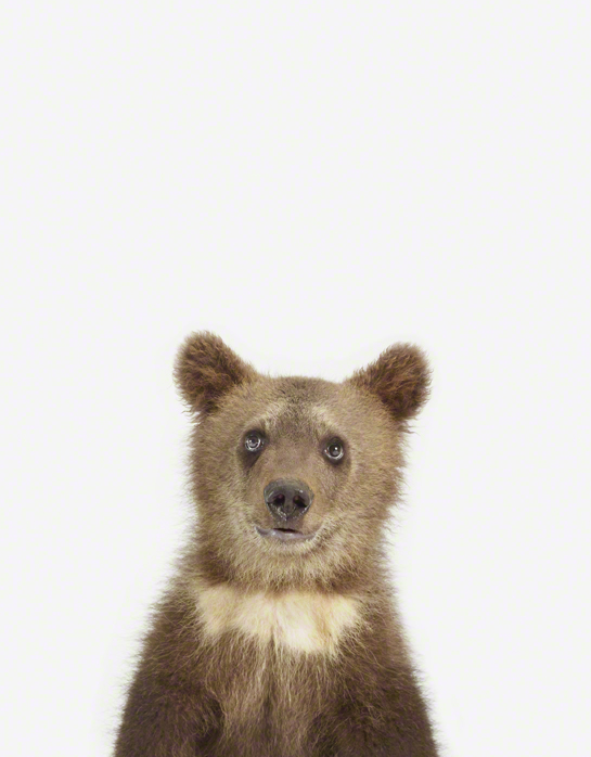 Baby Animal Photograph: Bear Cub