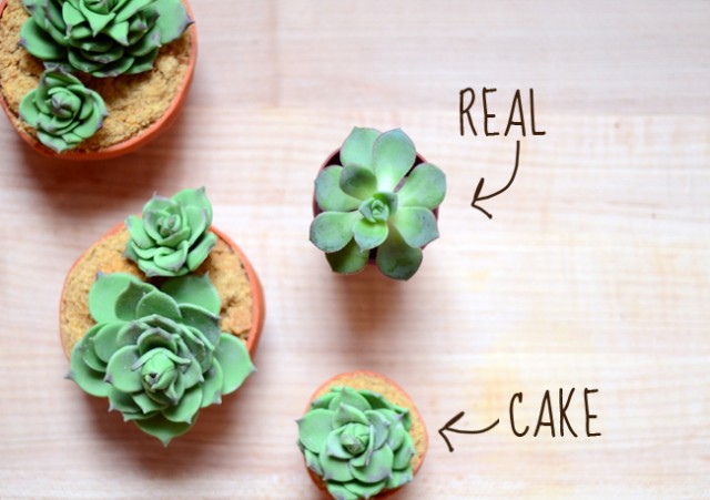 DIY Succulent Cupcakes by Pixel Whisk