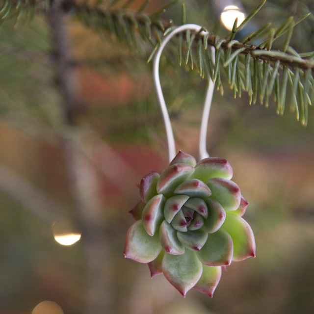 Succulent Ornament by Flora Grubb