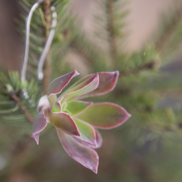 Succulent Ornament by Flora Grubb