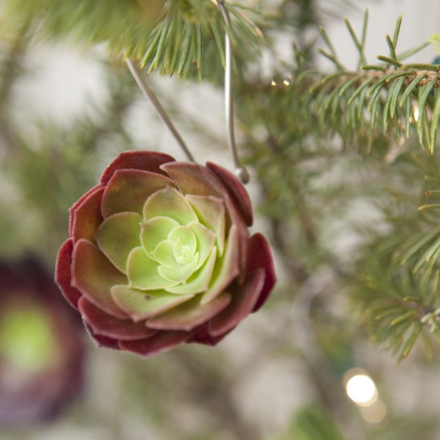 Succulent Ornament by Flora Grubb